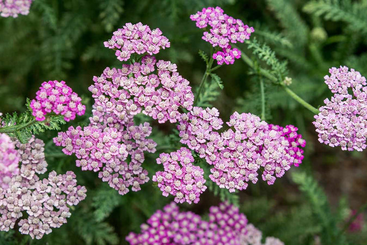 Light Pink Cerasus Perennial Flower Seeds for Planting – Heirloom, Non-GMO, Fragrant, High Germination