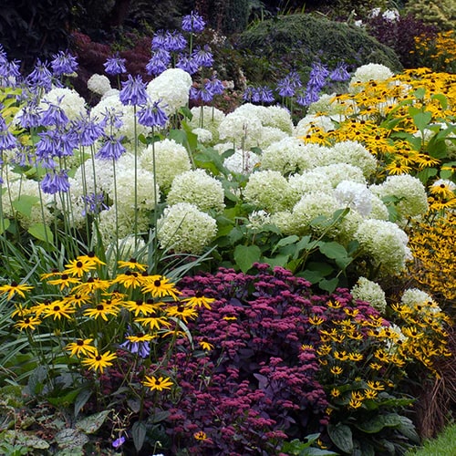 Mixed Color Perennial Flower Seeds for Planting – Heirloom, Non-GMO, Cut Flower Mix, High Germination