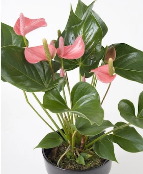 Soft Pink Anthurium Flower Seeds for Planting – Heirloom, Non-GMO, Wildflower Mix, High Germination