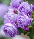 Violet Rose Flower Seeds for Planting – Heirloom, Non-GMO, High Germination Garden Seeds
