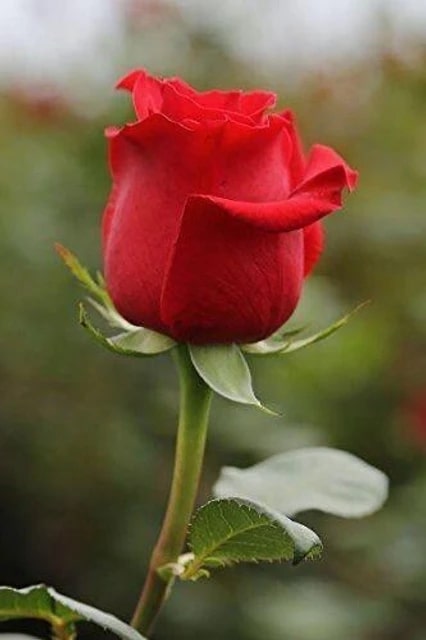 Rose Flower seeds for Planting – Easy to Grow Heirloom Non-GMO Organic Garden Seeds