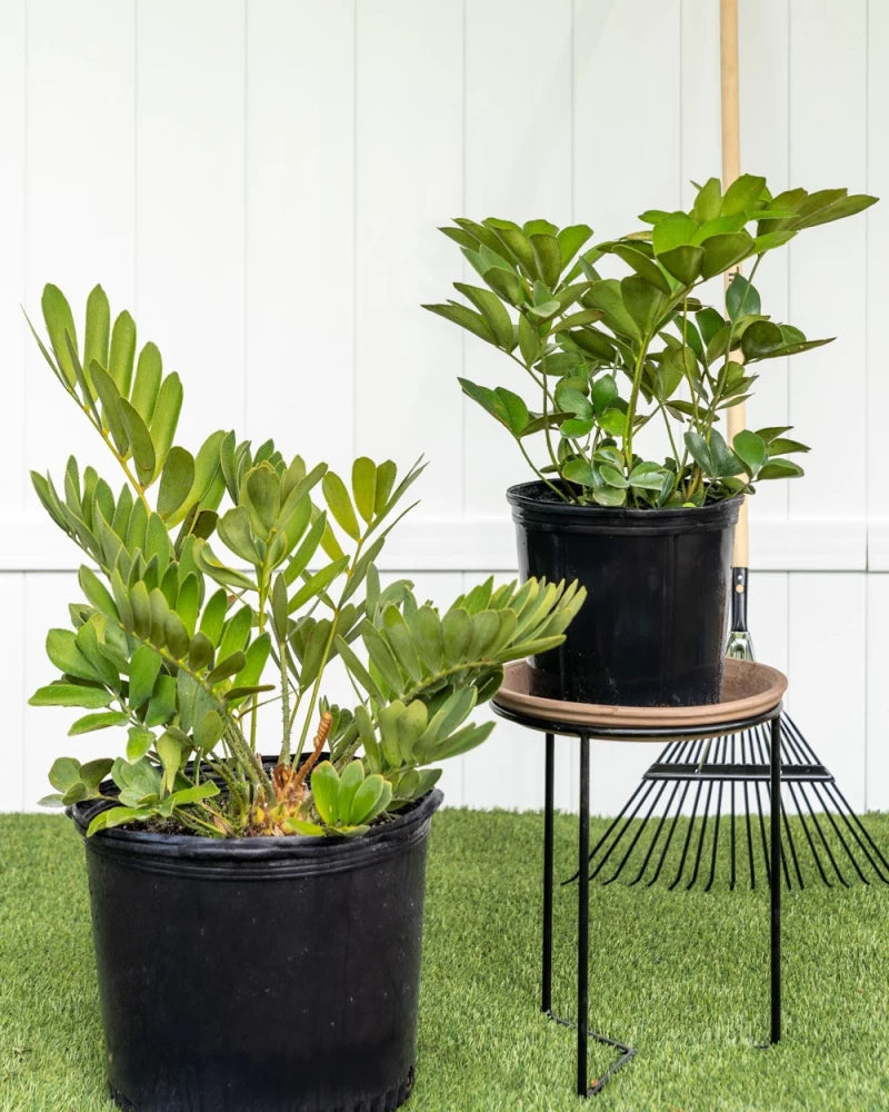 Flower Seeds, Seeds,Seeds For Planting,Plant Seeds