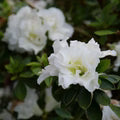 White Azalea Flower Seeds for Planting – Heirloom, Non-GMO Hardy Organic Garden Seeds