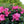 Azalea Flower Seeds for Planting Pink & Green 100 pcs – Garden Favorite, Heirloom & Non-GMO, High Germination Organic Garden Seeds