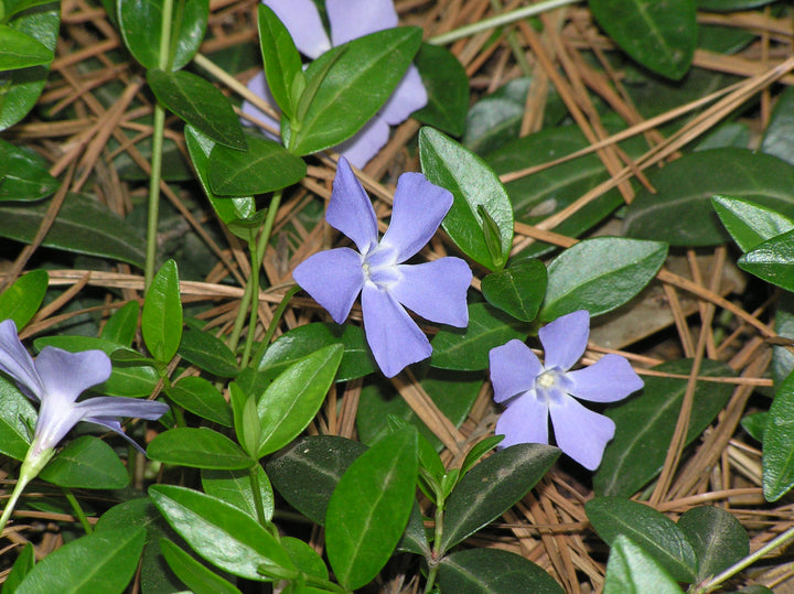 Periwinkle Vinca Dark Purple Flower Seeds for Planting 100 pcs - Long Bloom Season, Heirloom & GMO Free Seeds for Home Garden