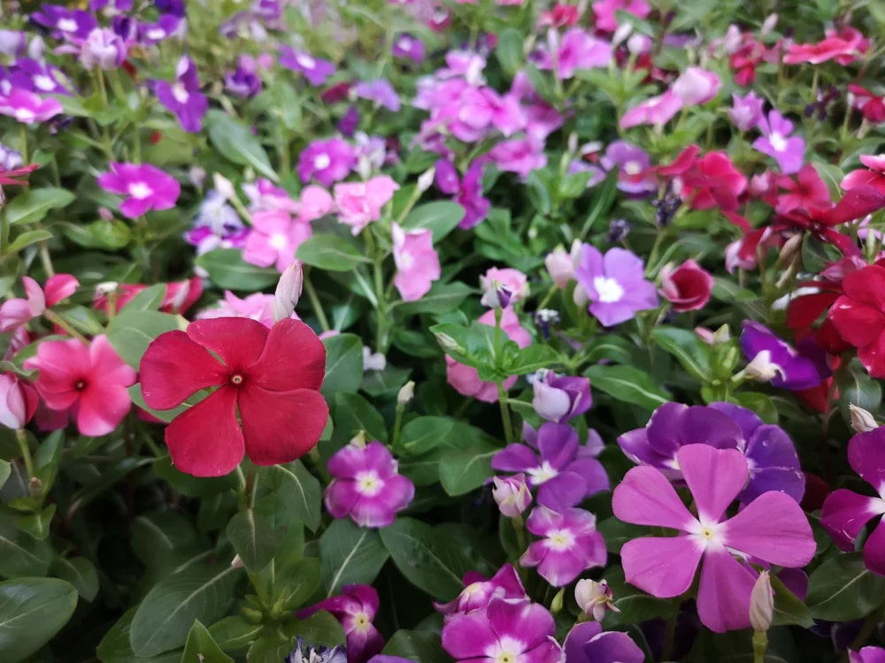Mixed Periwinkle Vinca Flower Seeds for Planting – Heirloom, Non-GMO, High Germination Organic Garden Seeds