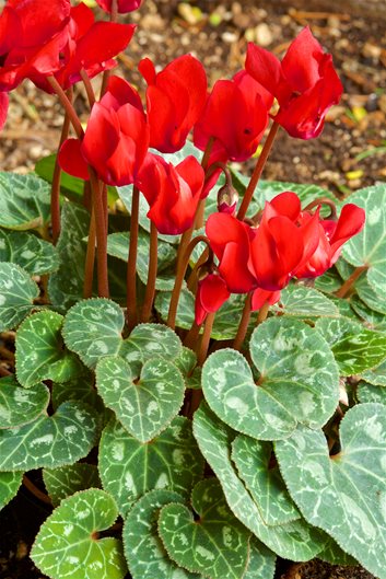 Red Cyclamen Flower seeds for Planting – Vibrant Colors, Heirloom, Non-GMO Seeds for Home Garden