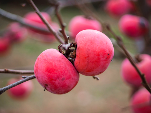 Fruit Seeds,Garden seeds, Seeds For Planting,Plant Seeds