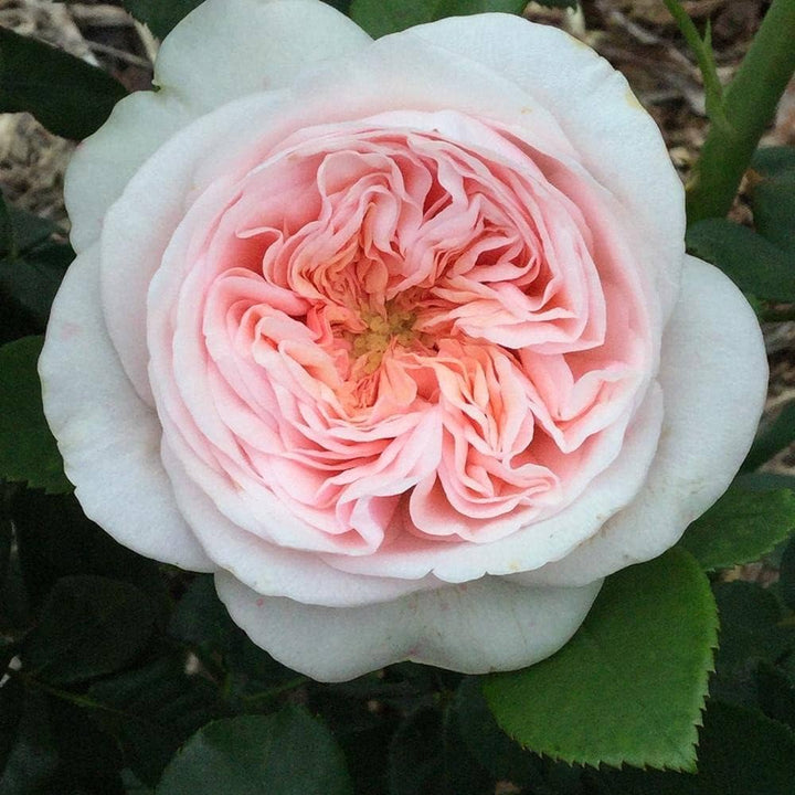 Light Pink Double Petal English Rose Seeds for Planting – Heirloom, Non-GMO, High Germination Organic Garden Seeds