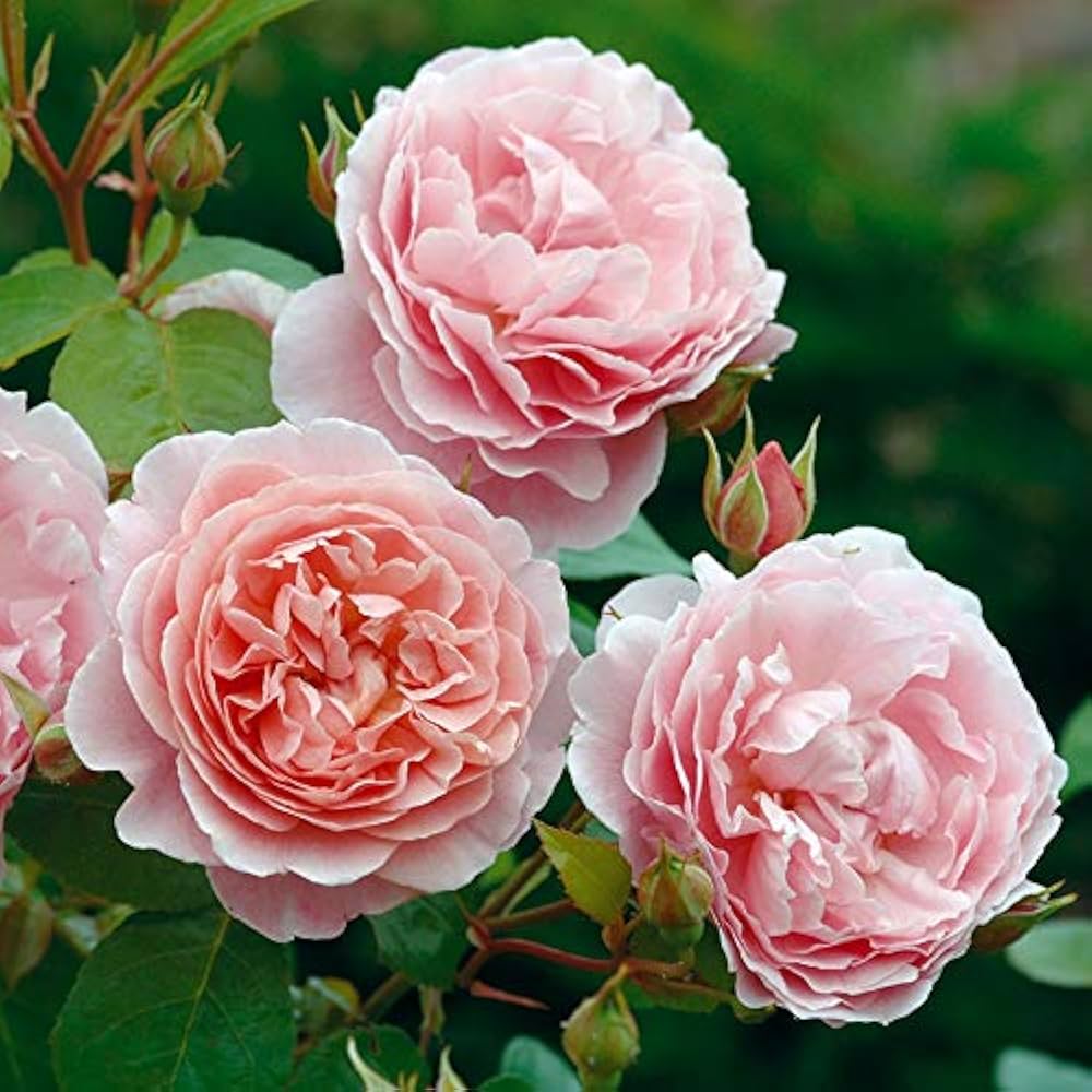 Light Pink Double Petal English Rose Seeds for Planting – Heirloom, Non-GMO, High Germination Organic Garden Seeds