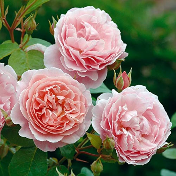Light Pink Double Petal English Rose Seeds for Planting – Heirloom, Non-GMO, High Germination Organic Garden Seeds