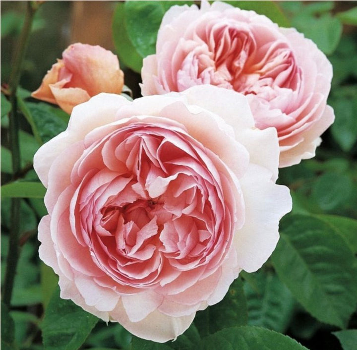 Light Pink Double Petal English Rose Seeds for Planting – Heirloom, Non-GMO, High Germination Organic Garden Seeds