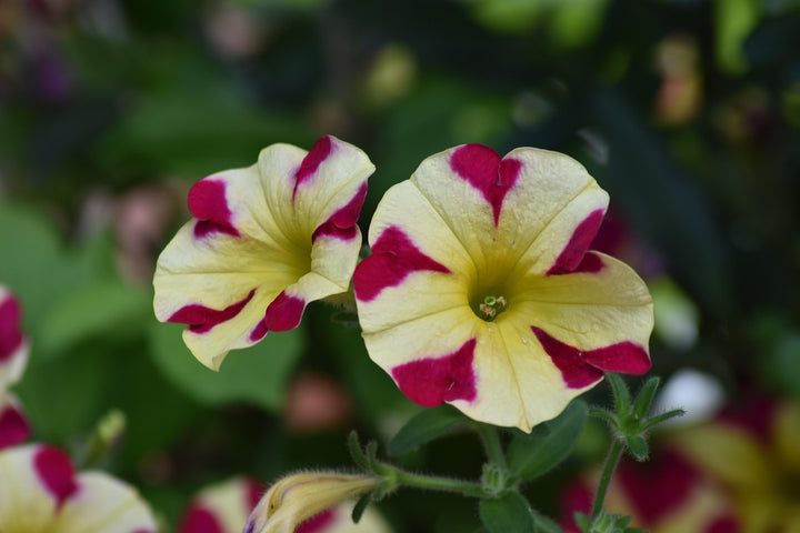 Pink Yellow Petunia Flower Seeds for Planting – Heirloom, Non-GMO, High Germination, Vibrant Garden Blooms