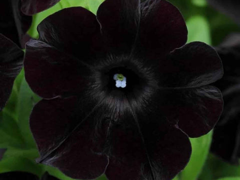 Flower Seeds, Seeds,Seeds For Planting,Plant Seeds