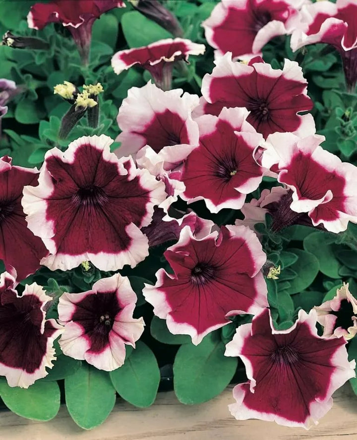 Burgundy White Petunia Flower Seeds for Planting – Heirloom, Non-GMO, High Germination Organic Garden Seeds