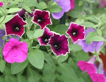 Cascadia Flower Seeds for Planting – Heirloom Non-GMO, High Germination Organic Garden Seeds