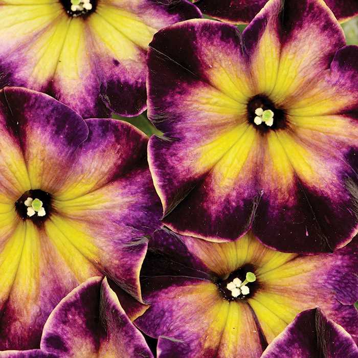 Purple Yellow Petunia Flower Seeds for Planting - Heirloom, Non-GMO, Easy to Grow Organic Garden Seeds