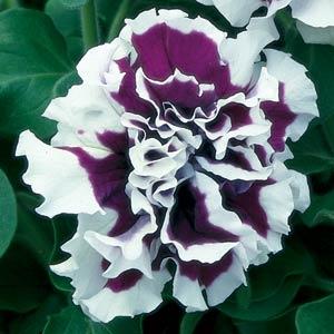 White & Purple Double Petunia Flower Seeds for Planting – Heirloom, Non-GMO, High Germination Organic Garden Seeds