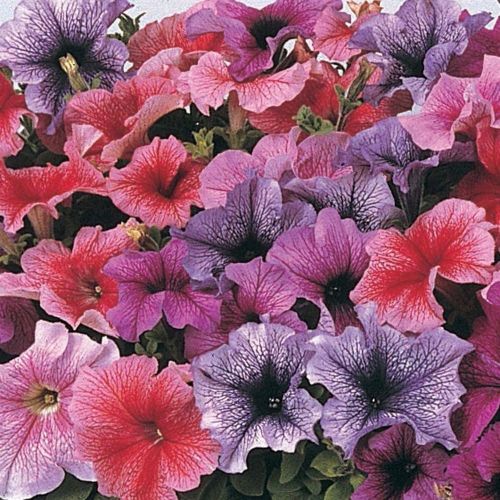 Daddy Mixed F1 Petunia Seeds for Planting – Heirloom, Non-GMO, High Germination Flower Blend