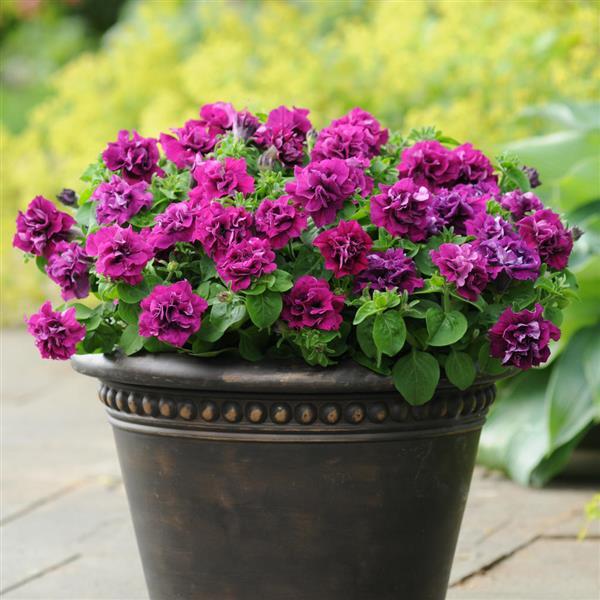 Burgundy Petunia Double Madness Flower Seeds for Planting | Heirloom Non-GMO High Germination Seeds