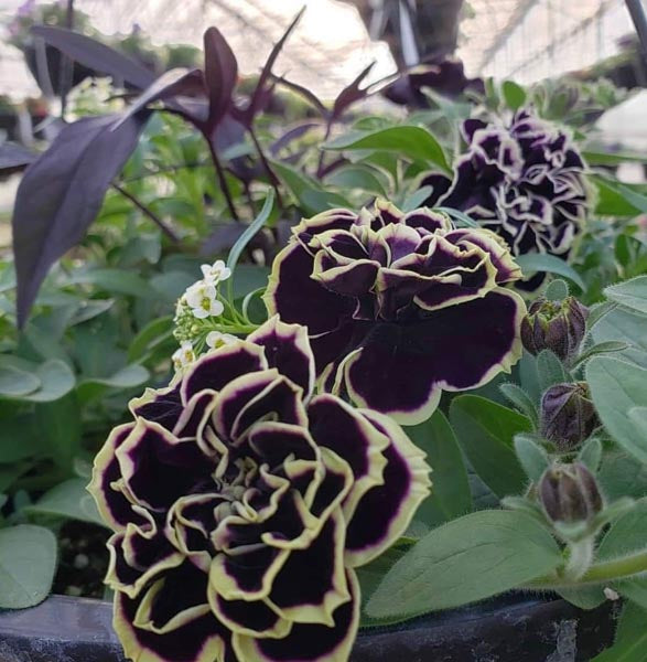 Double Petunia Black Yellow Flower Seeds for Planting – Heirloom, Non-GMO, High Germination Organic Garden Seeds
