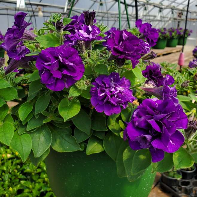 Dark Violet Double Petunia Seeds for Planting – Heirloom Non-GMO with High Germination