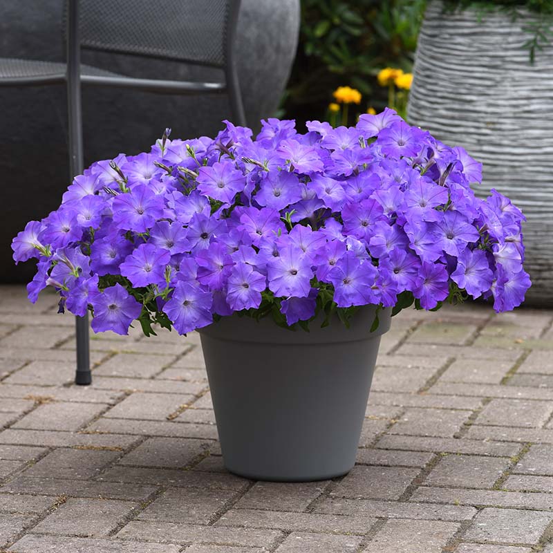 Light Blue Petunia Flower Seeds for Planting – Heirloom Non-GMO Seeds, High Germination Organic Garden Seeds