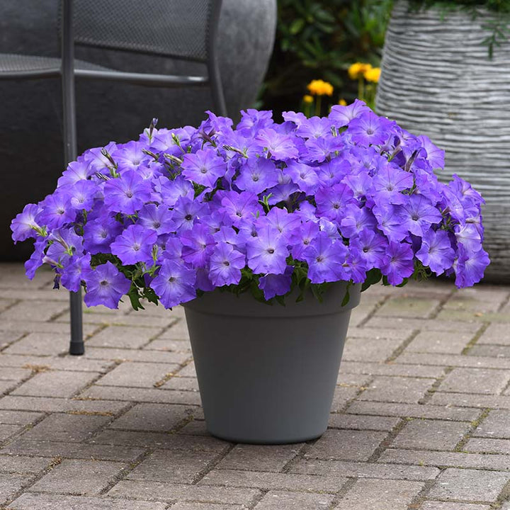 Light Blue Petunia Flower Seeds for Planting – Heirloom Non-GMO Seeds, High Germination Organic Garden Seeds