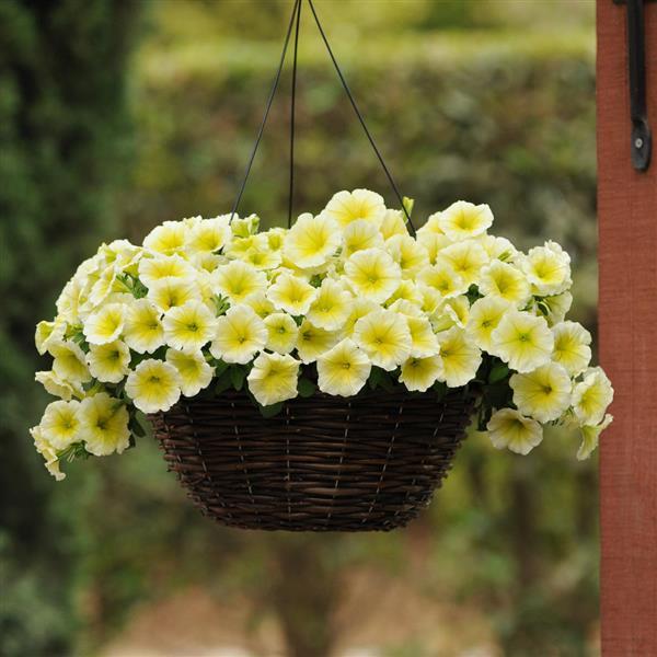 Yellow Hanging Petunia Flower Seeds for Planting – Heirloom Non-GMO High Germination Bright Blooms