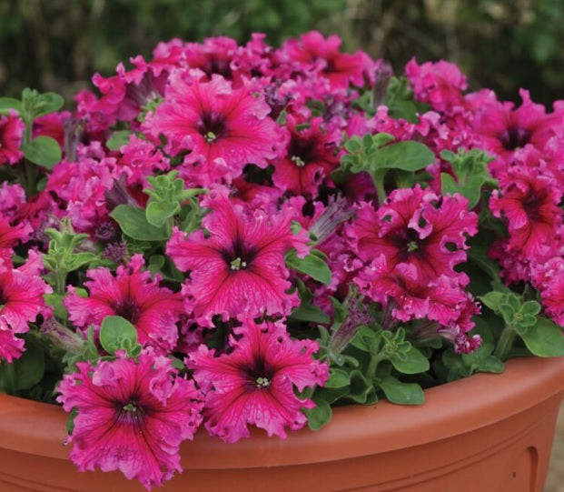 Petunia Espresso Frappe Mix Seeds for Planting – Heirloom, Non-GMO, High Germination Flower Seeds