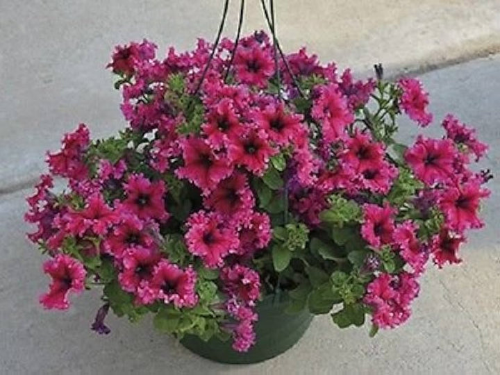 Petunia Espresso Frappe Mix Seeds for Planting – Heirloom, Non-GMO, High Germination Flower Seeds