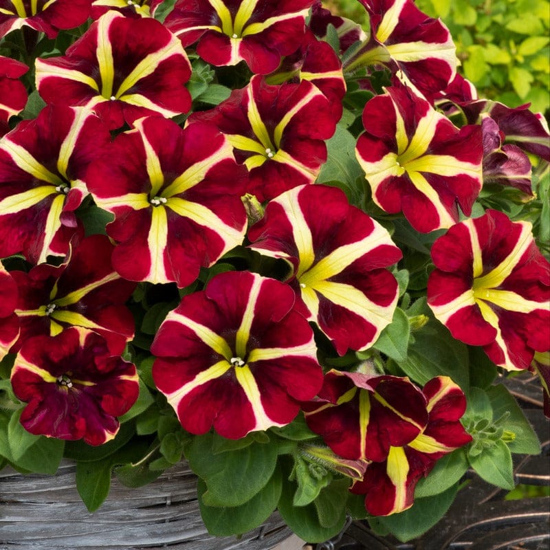 Red Yellow Petunia Flower Seeds for Planting – Heirloom, Non-GMO, High Germination Organic Garden Seeds