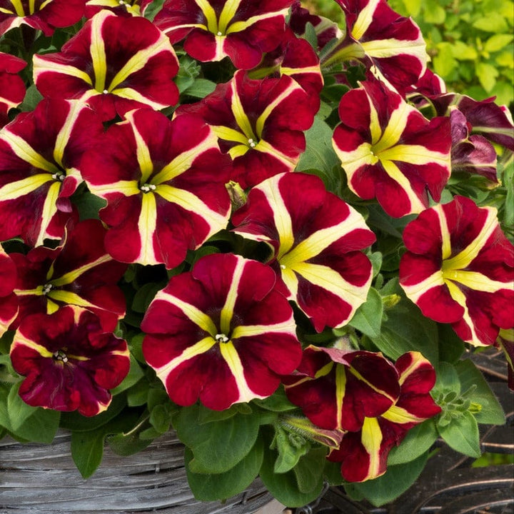 Red Yellow Petunia Flower Seeds for Planting – Heirloom, Non-GMO, High Germination Organic Garden Seeds