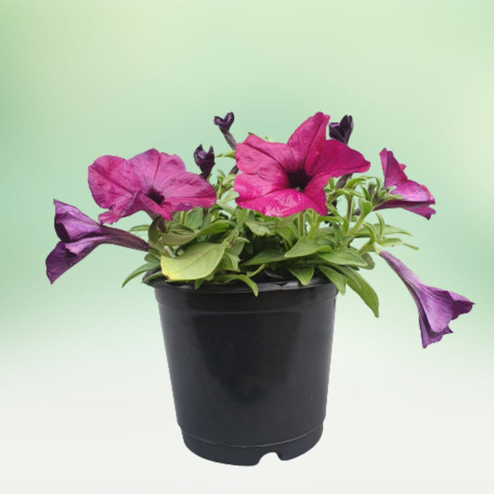 Pink Black Petunia Flower Seeds for Planting – Heirloom Non-GMO Organic Garden Seeds, High Germination