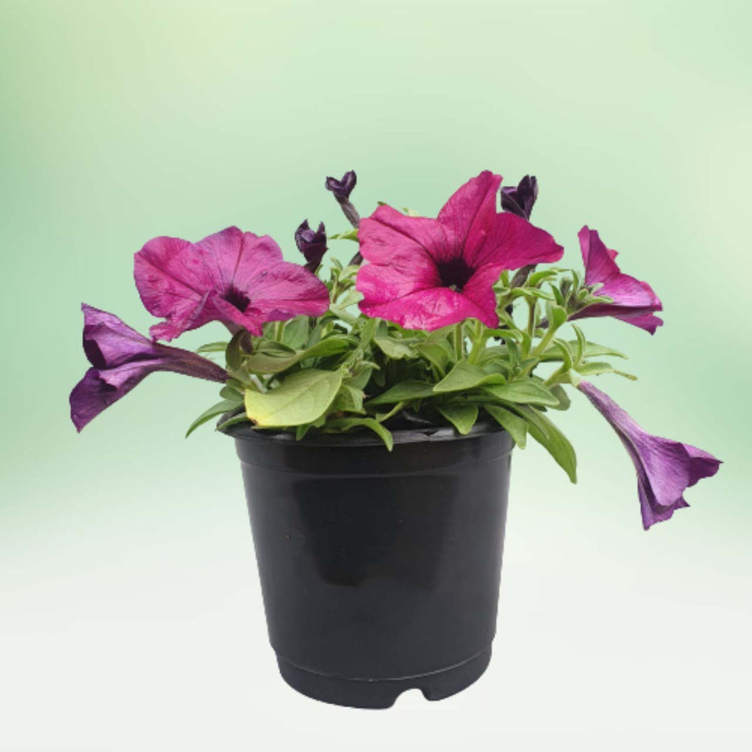 Black Pink Petunia Flower Seeds for Planting – Heirloom, Non-GMO, Hardy Easy Grow, High Germination