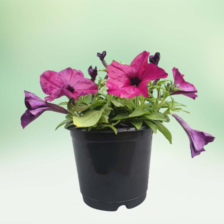 Black Pink Petunia Flower Seeds for Planting – Heirloom, Non-GMO, Hardy Easy Grow, High Germination