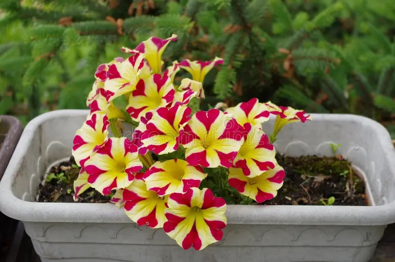 Red Yellow Petunia Flower Seeds for Planting – Heirloom, Non-GMO, High Germination Organic Garden Seeds