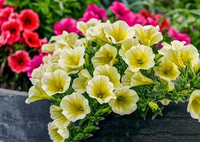 Yellow Hanging Petunia Flower Seeds for Planting – Heirloom Non-GMO High Germination Bright Blooms