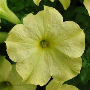 Green Petunia Flower Seeds for Planting – Heirloom Non-GMO Seeds, High Germination for Home Garden