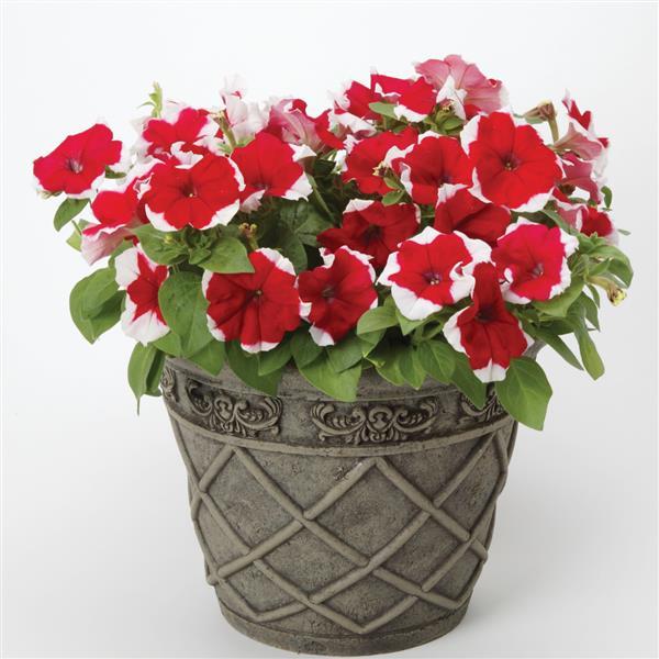 Petunia Flower Seeds for Planting – Maroon, Red & White, Pollinator Friendly, Heirloom, Non-GMO, High Germination Seeds