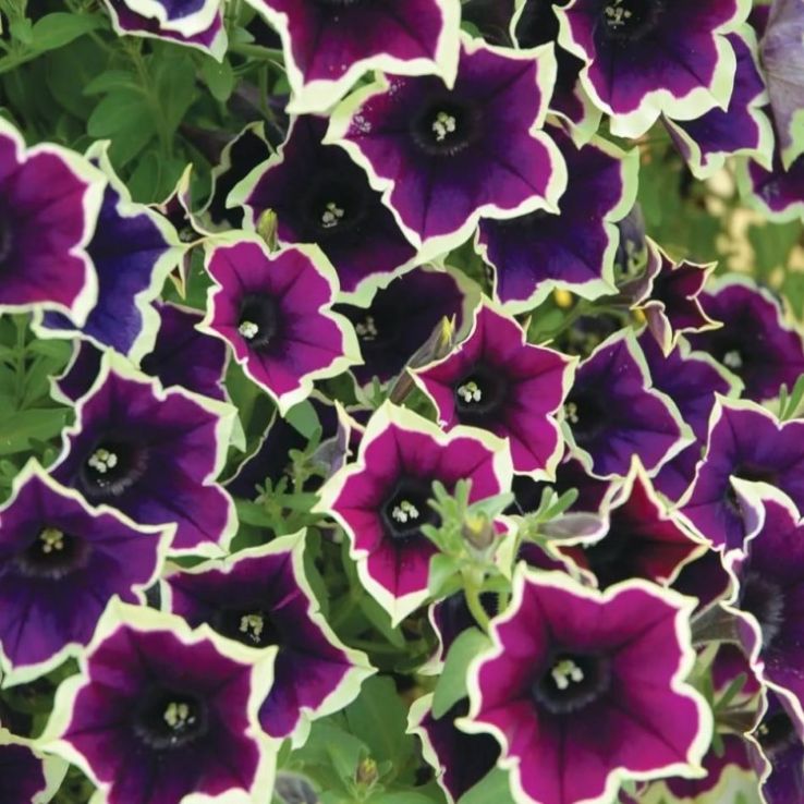 Cascadia Flower Seeds for Planting – Heirloom Non-GMO, High Germination Organic Garden Seeds