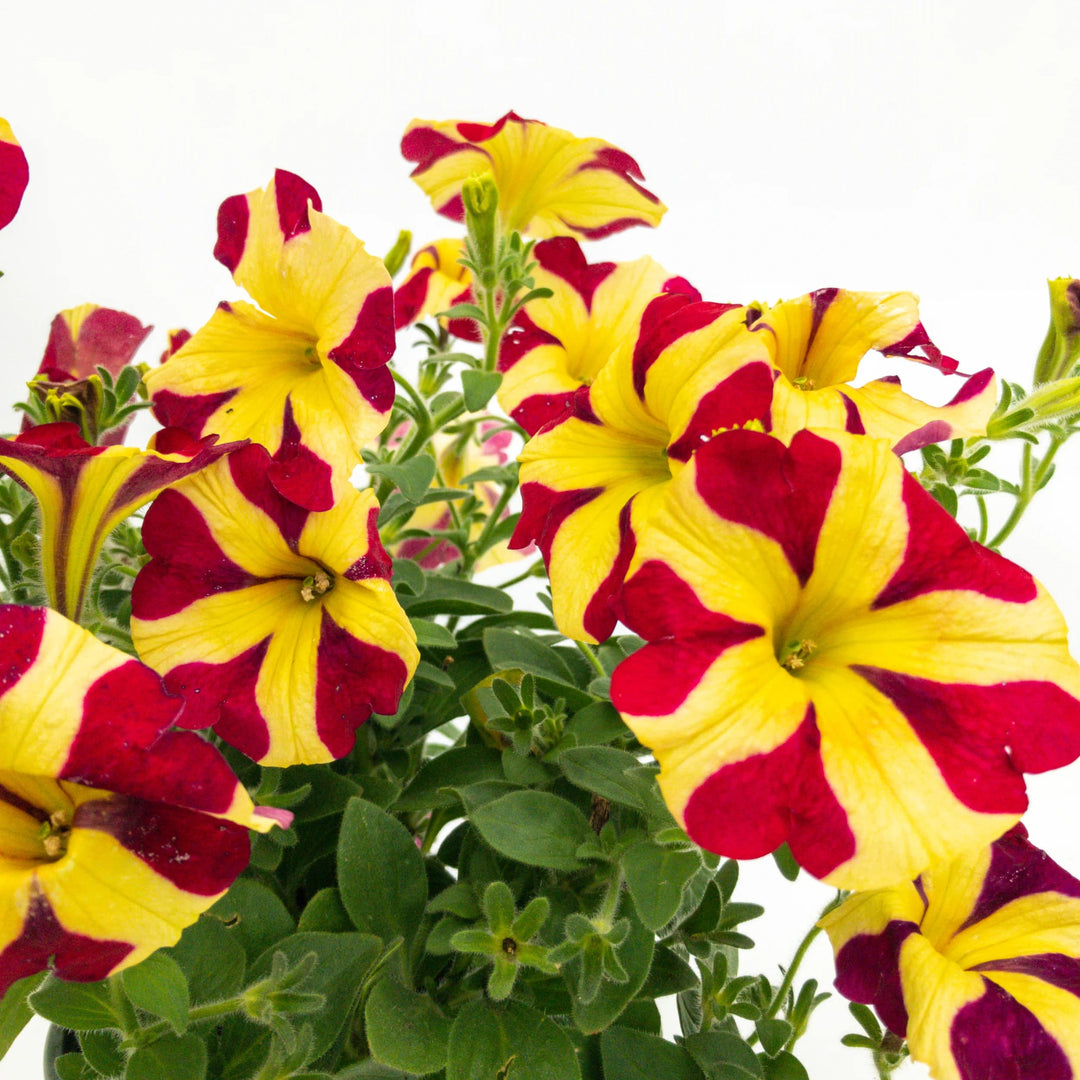 Pink & Yellow Petunia Flower Seeds for Planting – Heirloom, Non-GMO, High Germination Garden Seeds