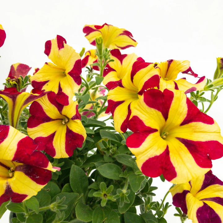 Pink & Yellow Petunia Flower Seeds for Planting – Heirloom, Non-GMO, High Germination Garden Seeds