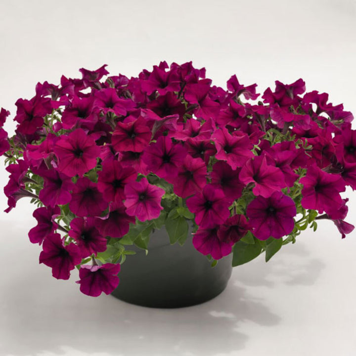 Burgundy Petunia Flower Seeds for Planting – Heirloom, Non-GMO, Shade Tolerant Organic Garden Seeds