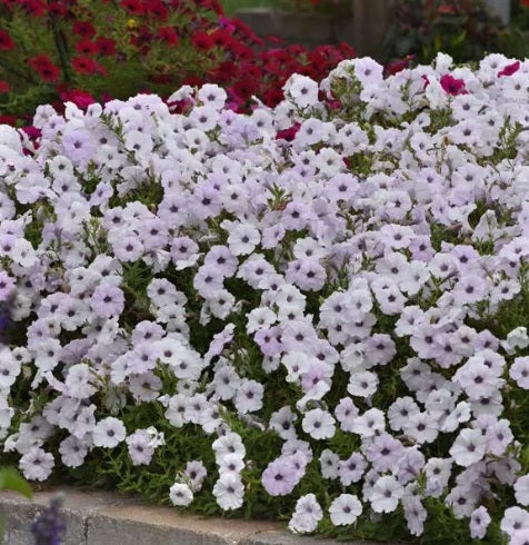 Petunia Tidal Wave Silver Flower Seeds for Planting – Heirloom Non-GMO, High Germination Organic Garden Seeds