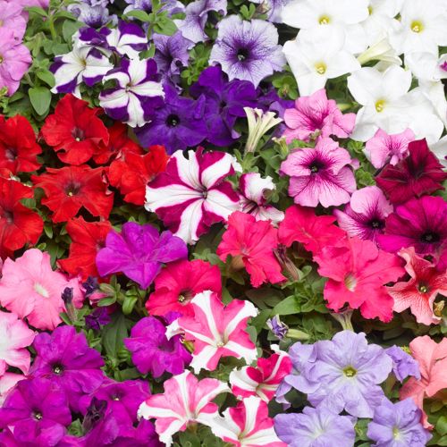 Pink Mix Petunia Hanging Flower Seeds for Planting – Heirloom, Non-GMO, High Germination Organic Garden Seeds