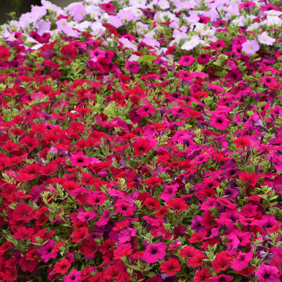 Deep Pink Calibrachoa Flower Seeds, Heirloom Non-GMO Blooms for Vibrant Home Garden Planting
