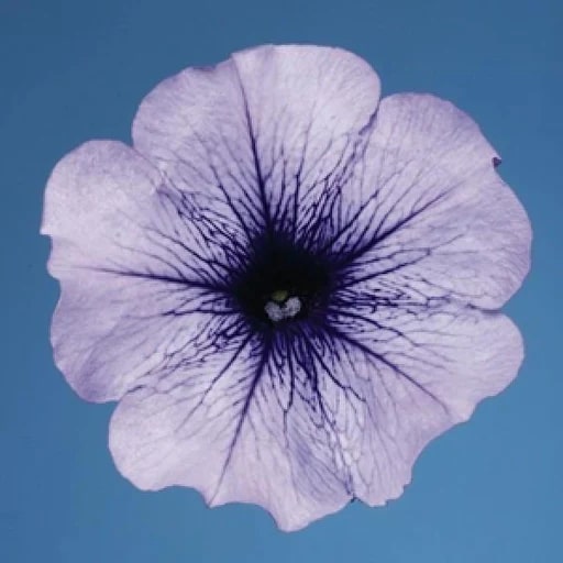Ice Blue Petunia Flower Seeds for Planting – Heirloom Non-GMO, High Germination Organic Garden Seeds