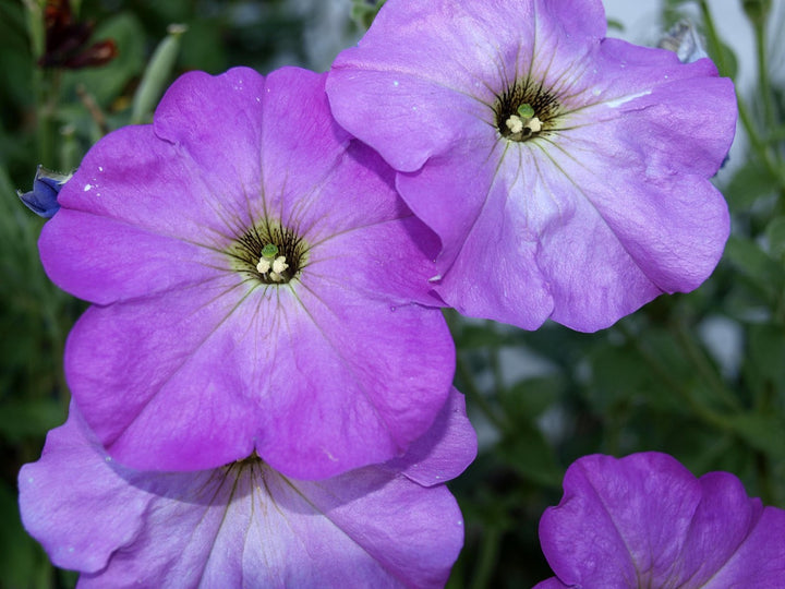 Lavender Petunia Flower Seeds for Planting – Long Bloom Season, Heirloom & Non-GMO Organic Garden Seeds