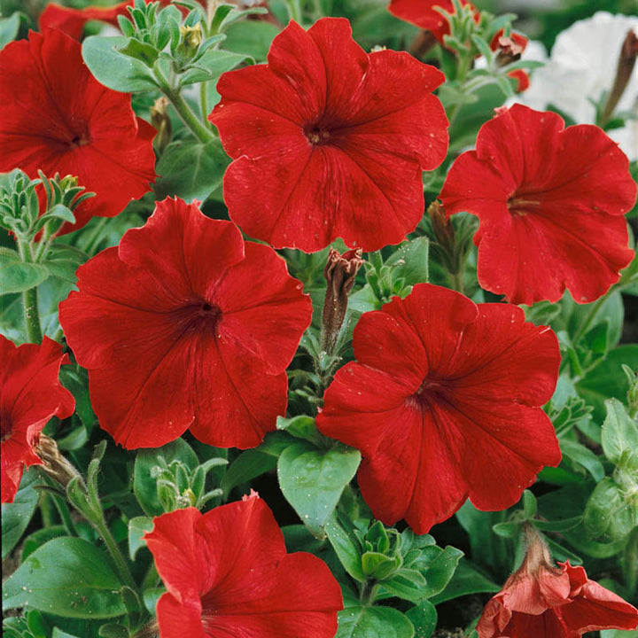 Petunia Super Cascade Red Flower Seeds for Planting – Heirloom, Non-GMO, High Germination Garden Seeds